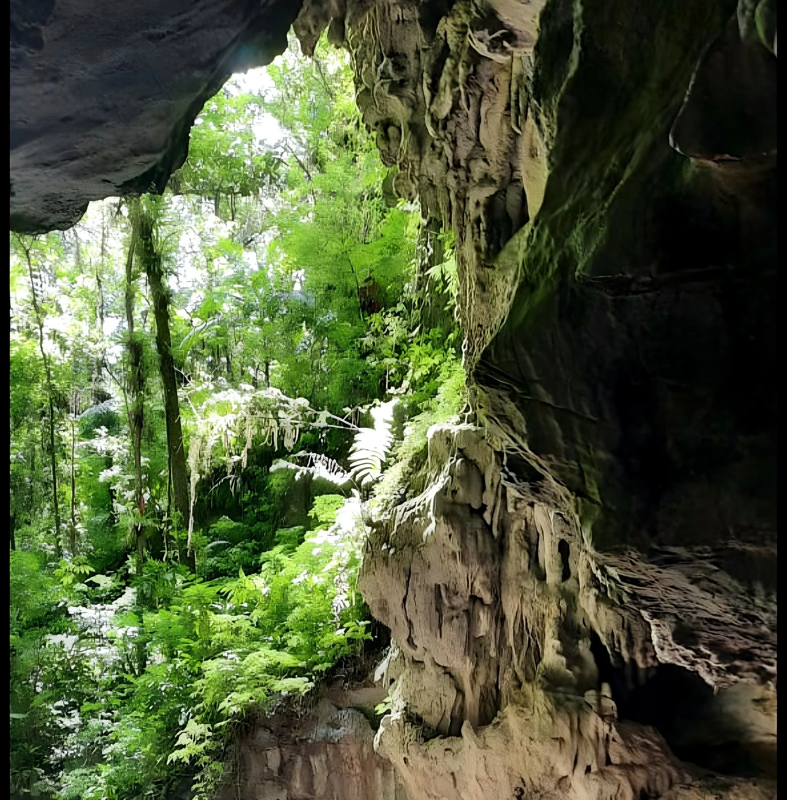 Floresta vista de dentro de uma caverna
